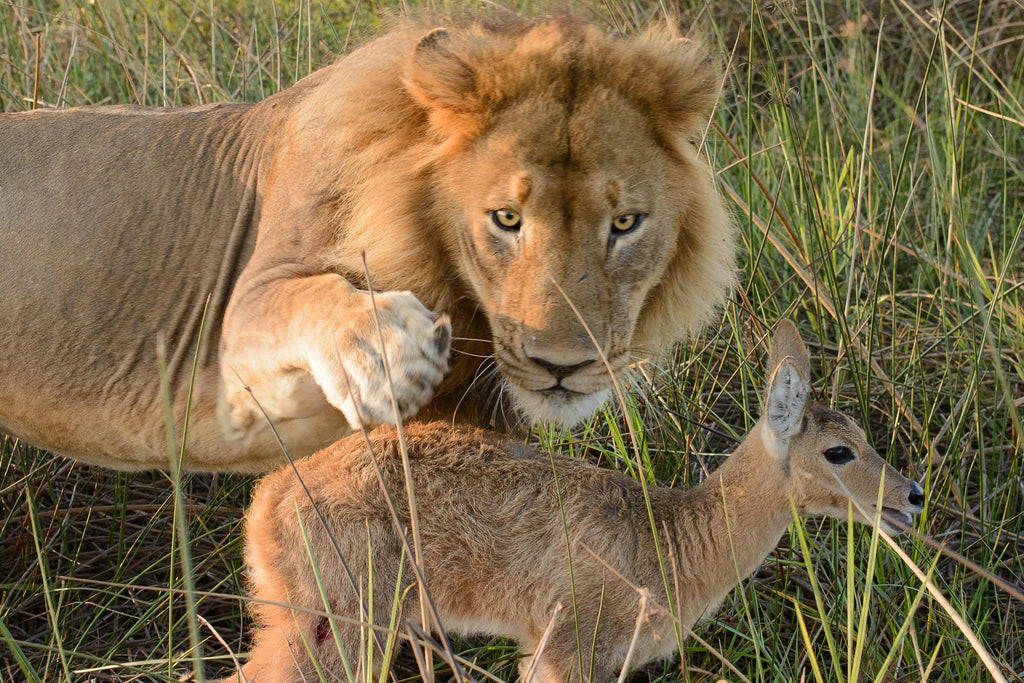 Splash Camp at Splash , Private Kwara Reserve, Botswana.