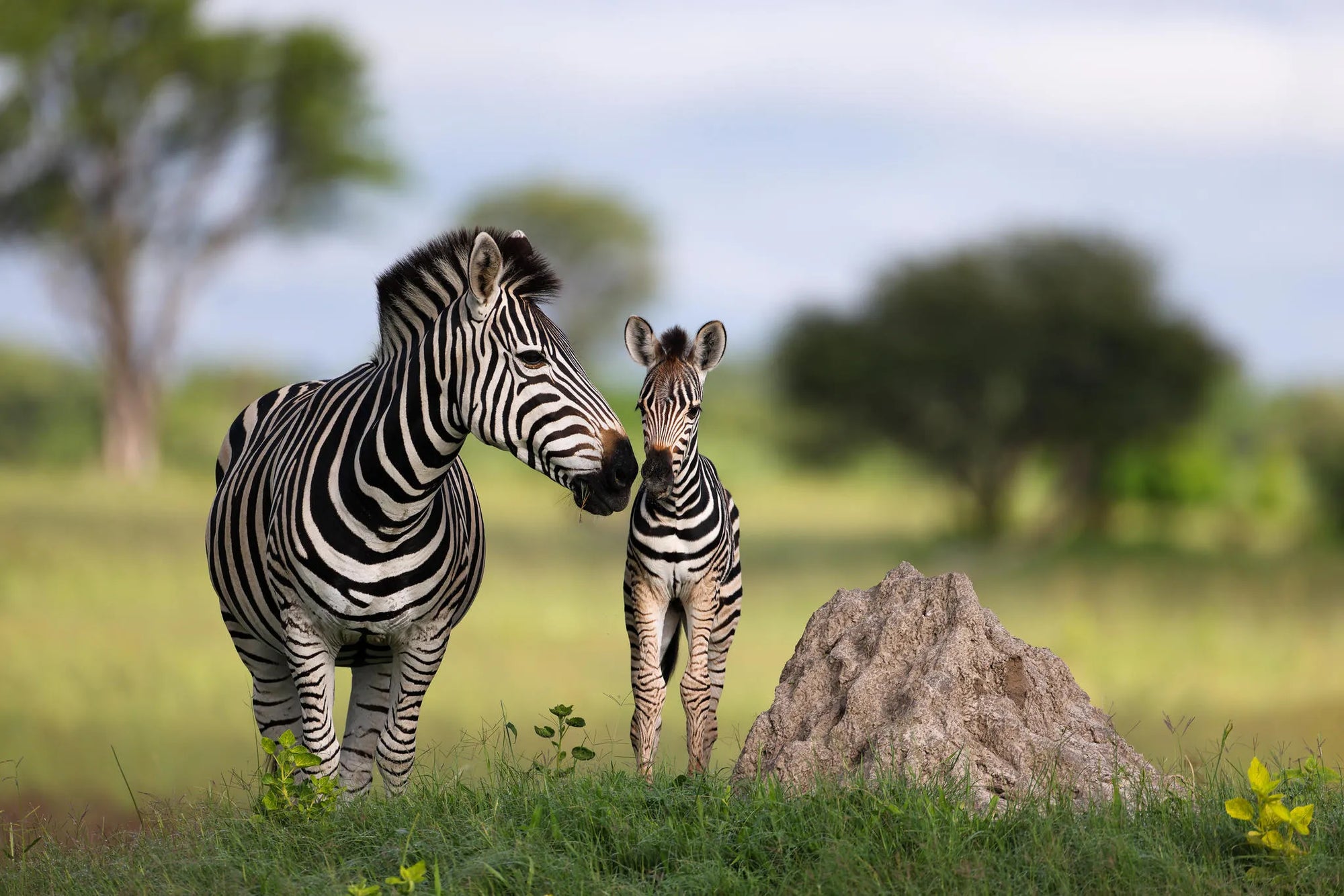 Splash camp at Splash , Private Kwara Reserve, Botswana.