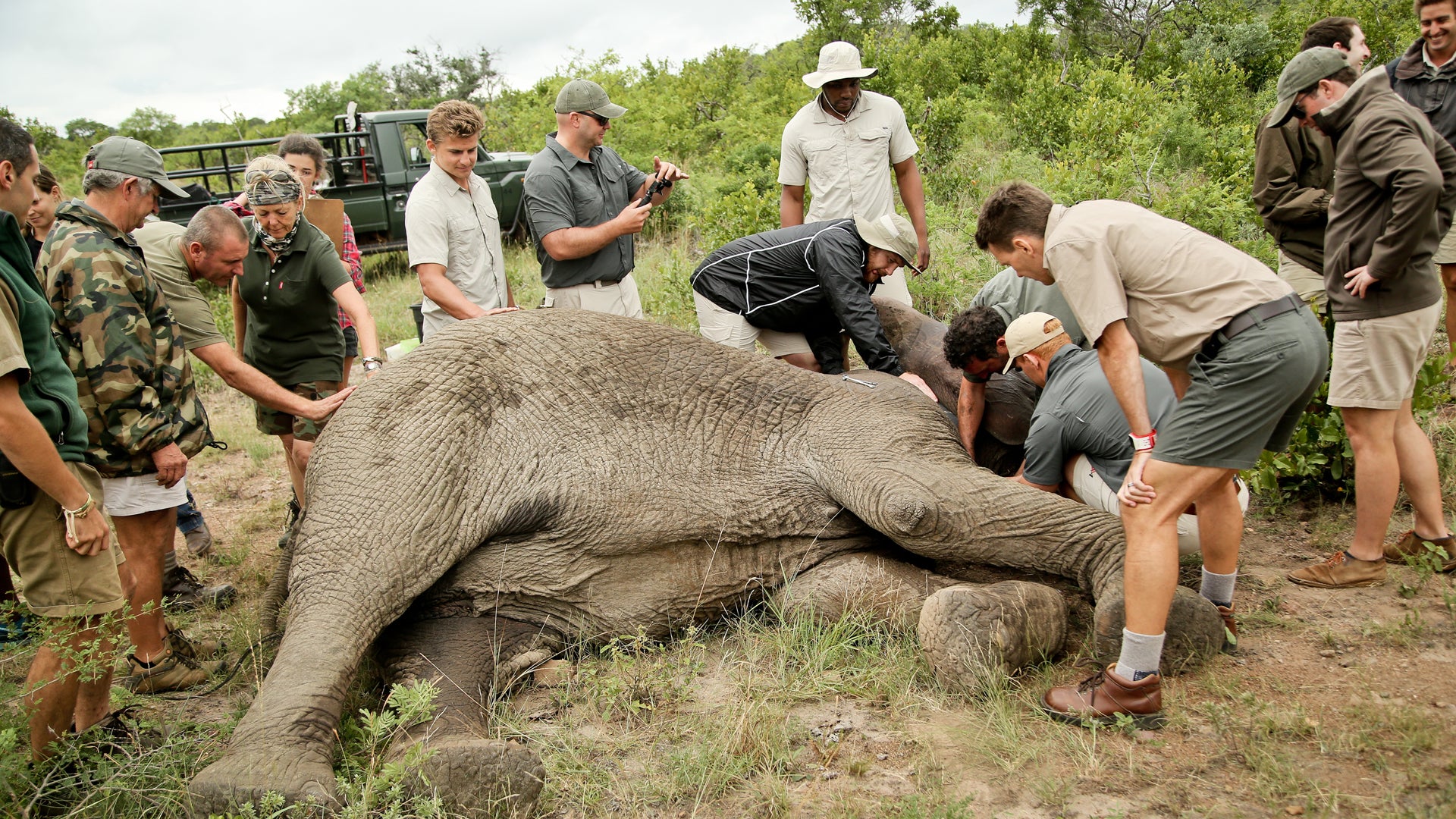 Elephant Conservation Experience (additional cost)