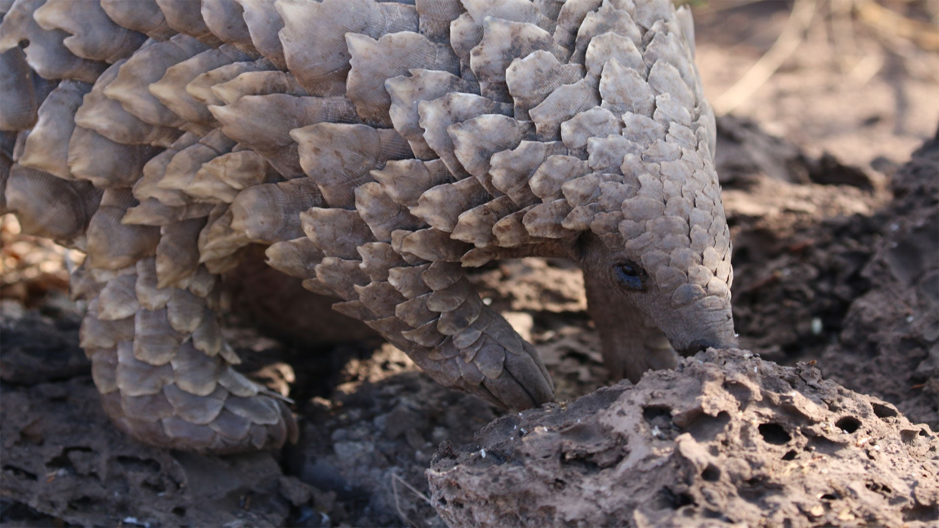 Pangolin Conservation Experience (additional cost)