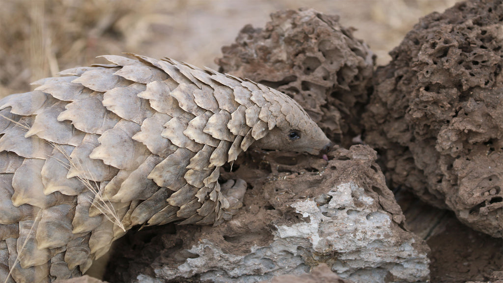 Pangolin Conservation Experience (additional cost)