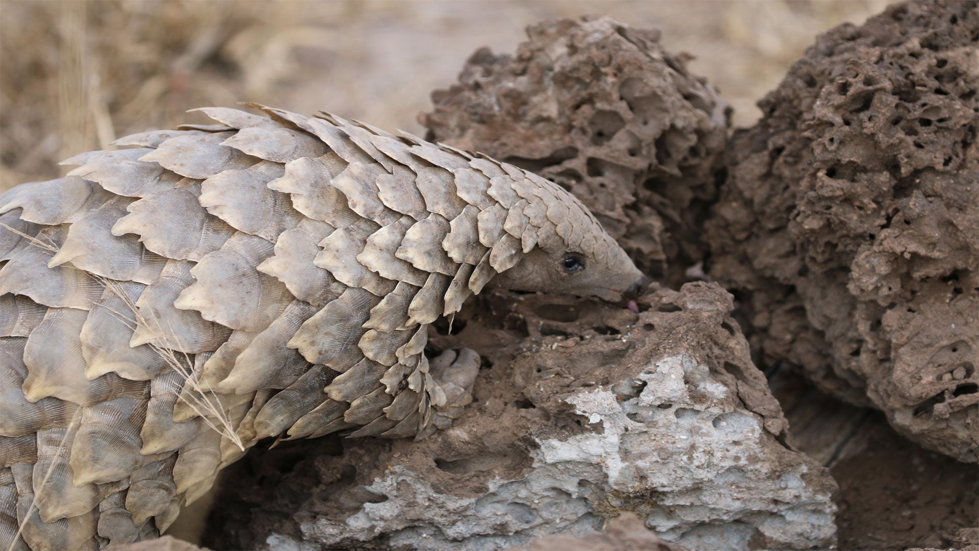 Pangolin Conservation Experience (additional cost)