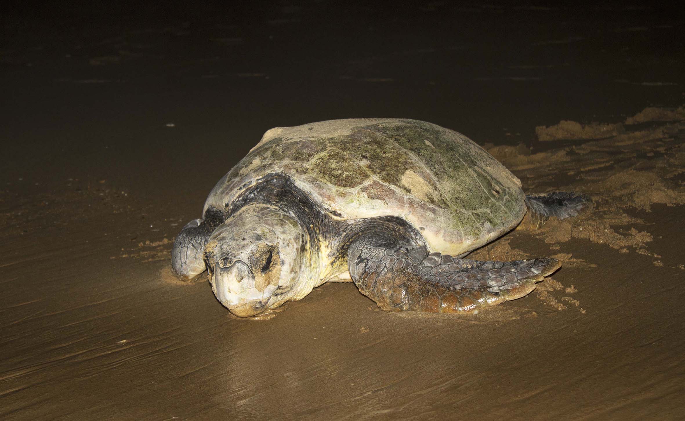 Turtle Nesting Adventure (additional cost)