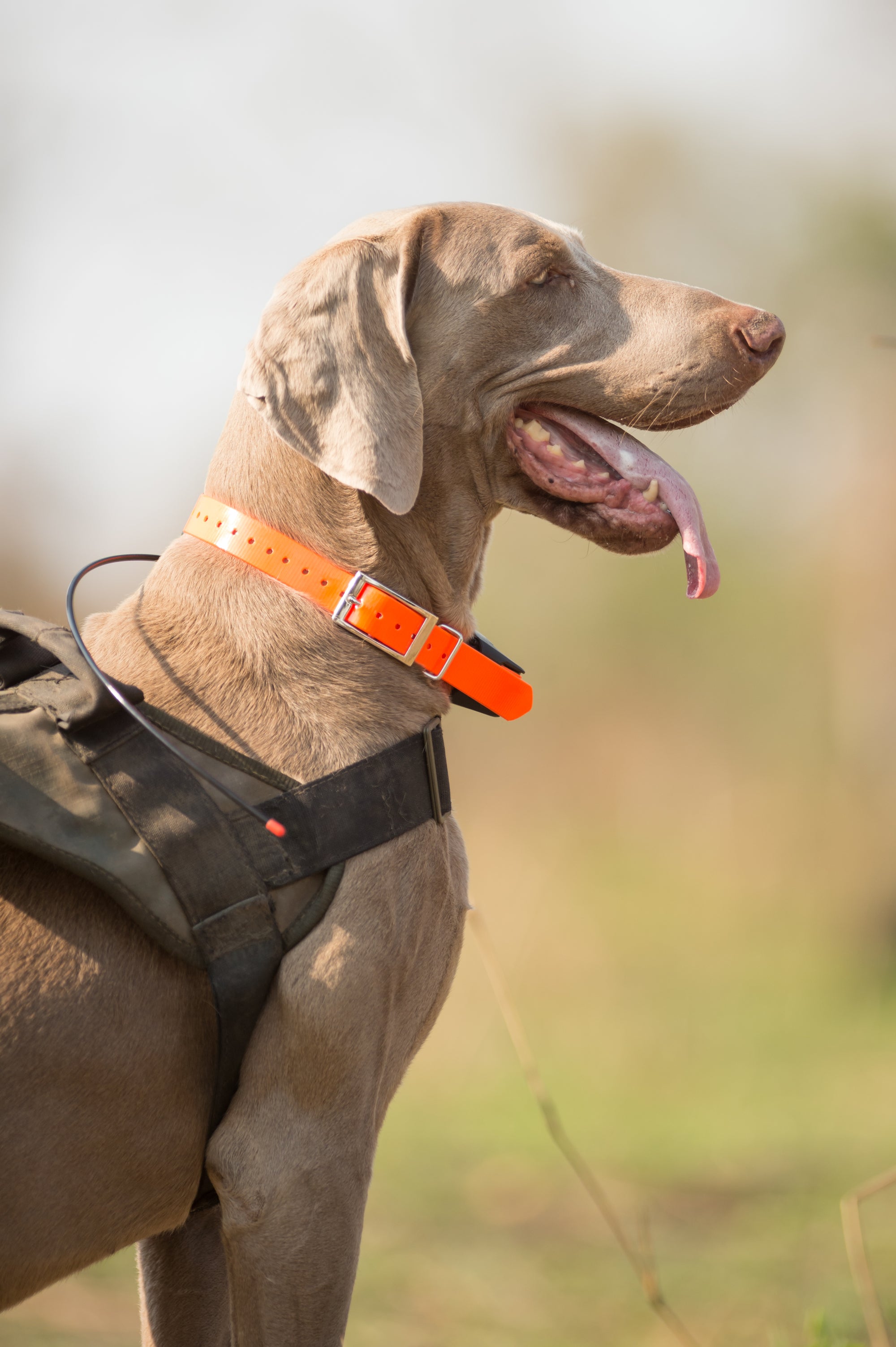 Canine Unit Experience