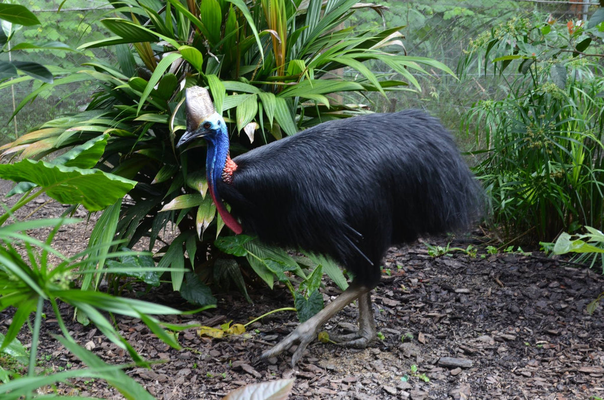Birdworld Kuranda