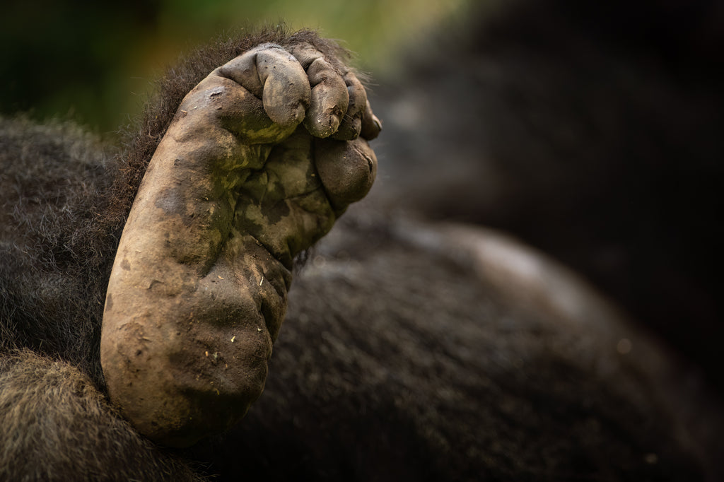 Gorilla Trekking