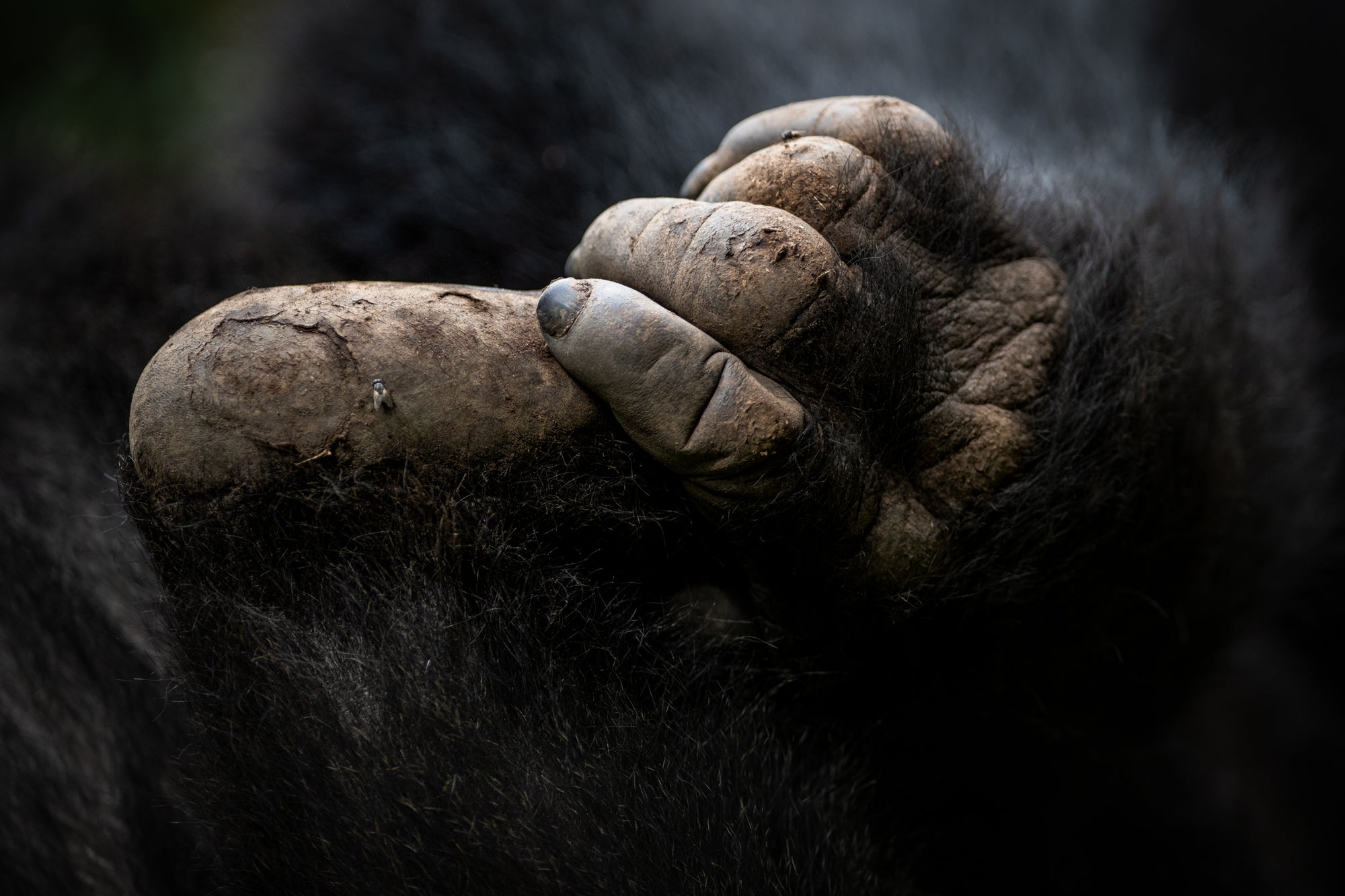 Gorilla Trekking