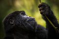 Gorilla Trekking
