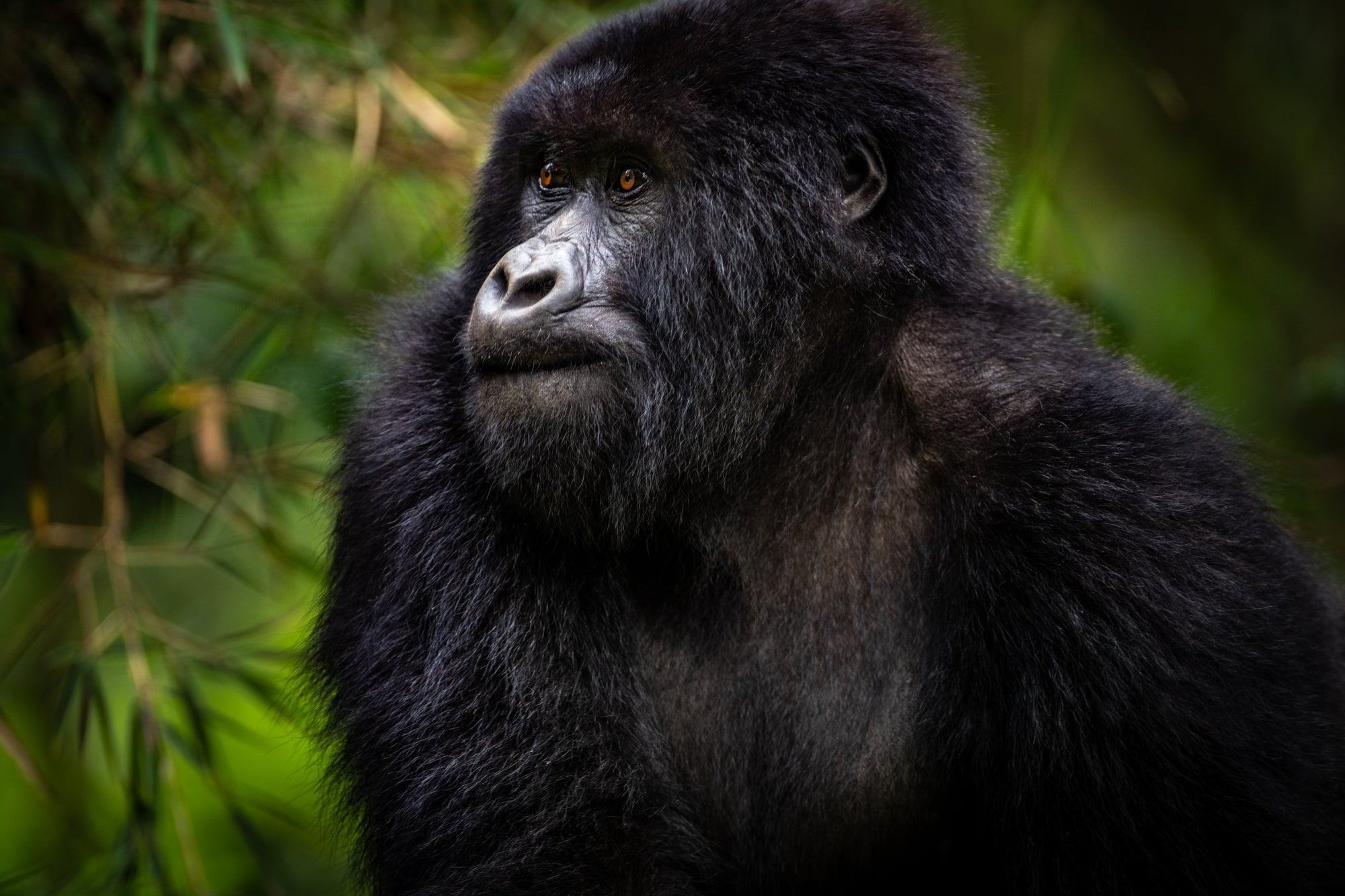 Gorilla Trekking