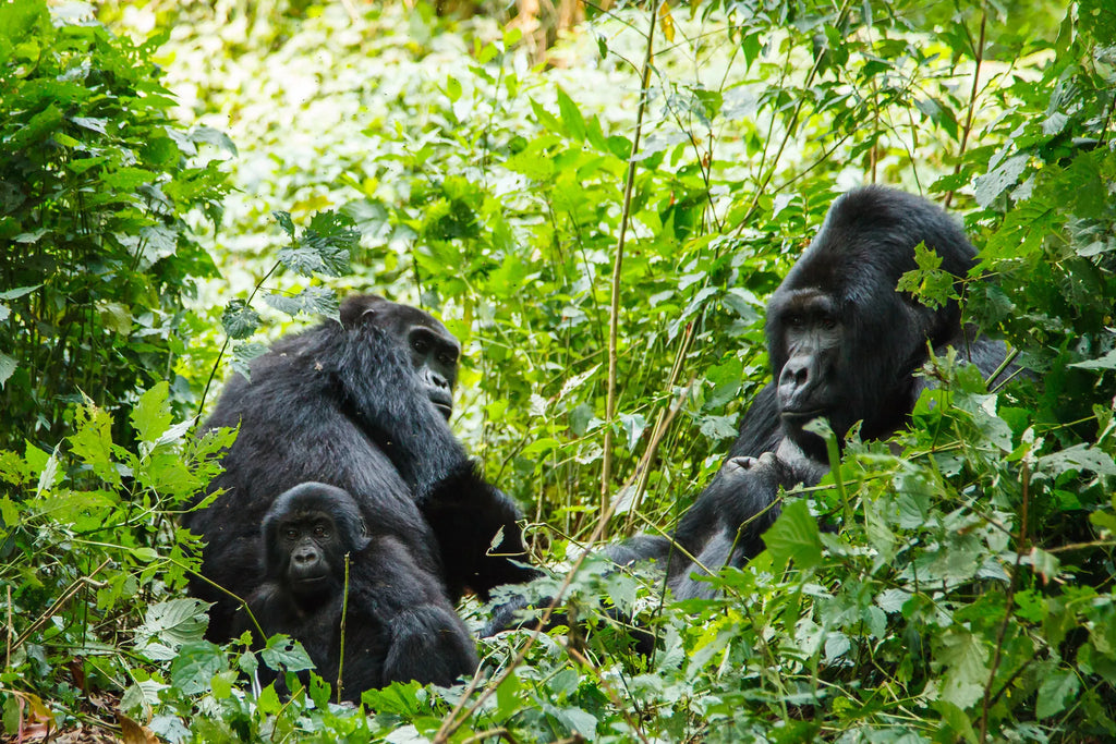 Singita Kwitonda Lodge at Singita Kwitonda Lodge, Volcanoes National Park, Rwanda.