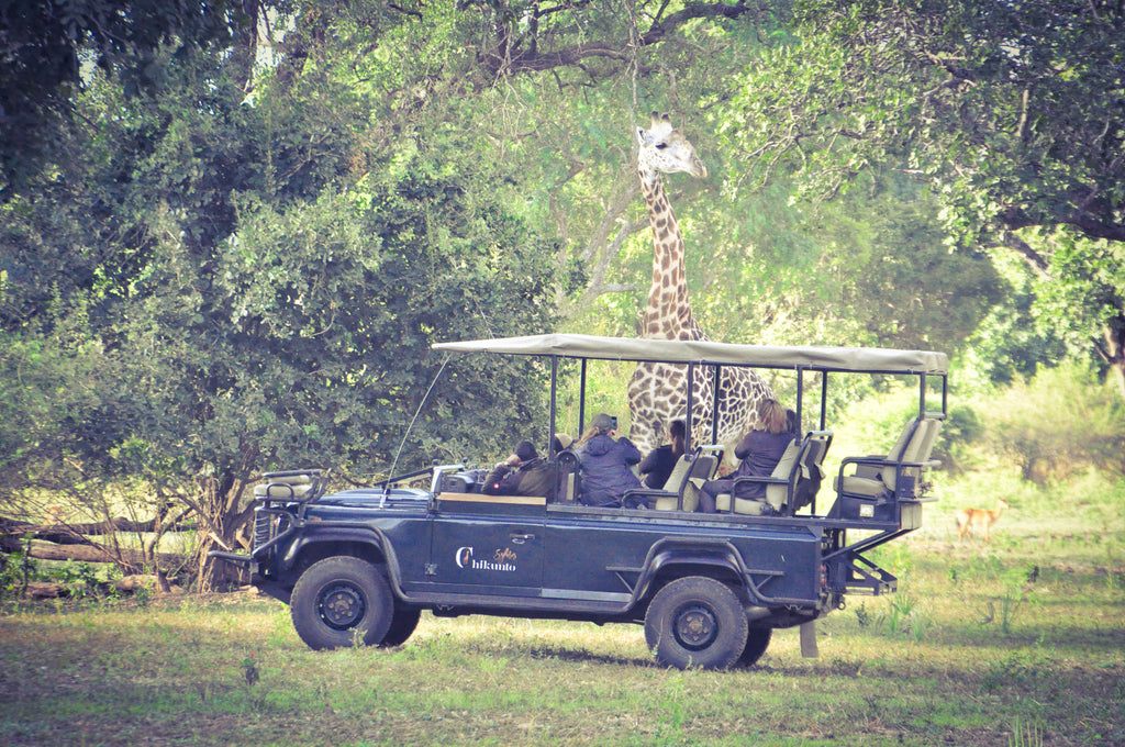 Afternoon Game Drive followed by Sundowner time and Night drive