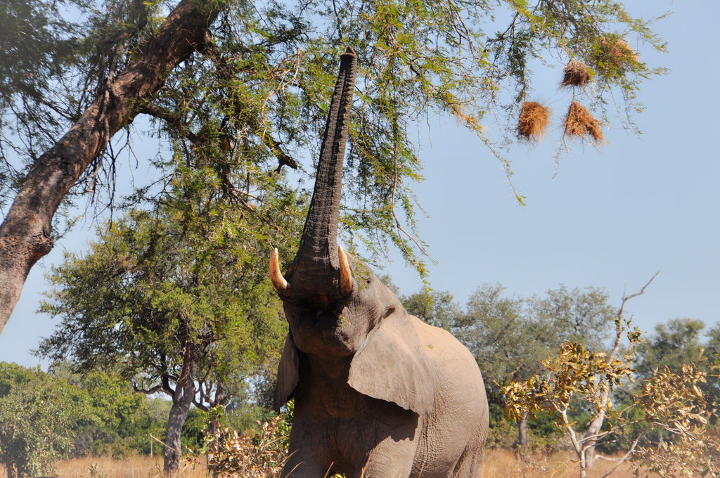 Afternoon Game Drive followed by Sundowner time and Night drive