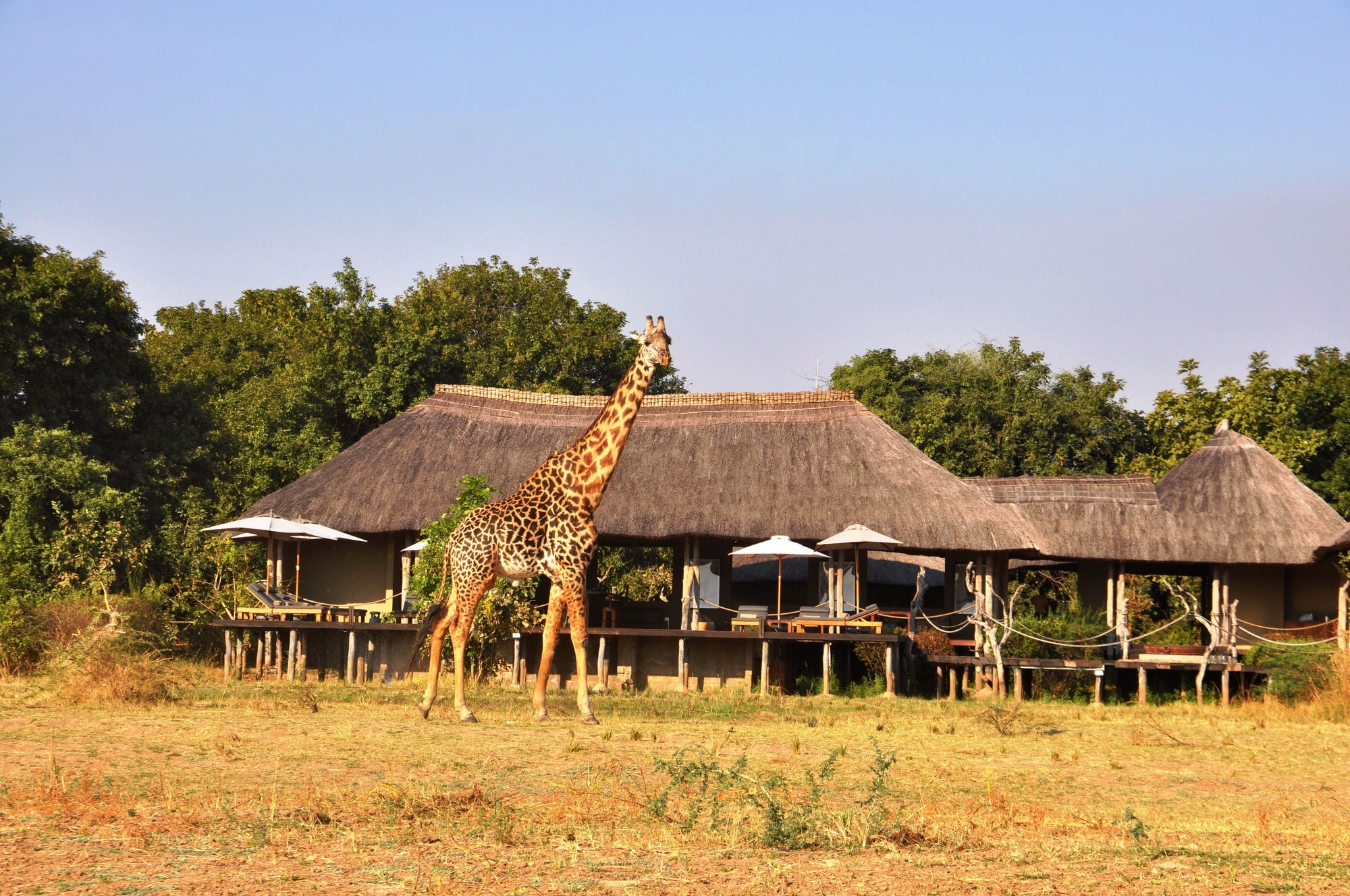 Endemic Thornicroft Giraffe at the camp
