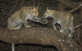 Featured image.