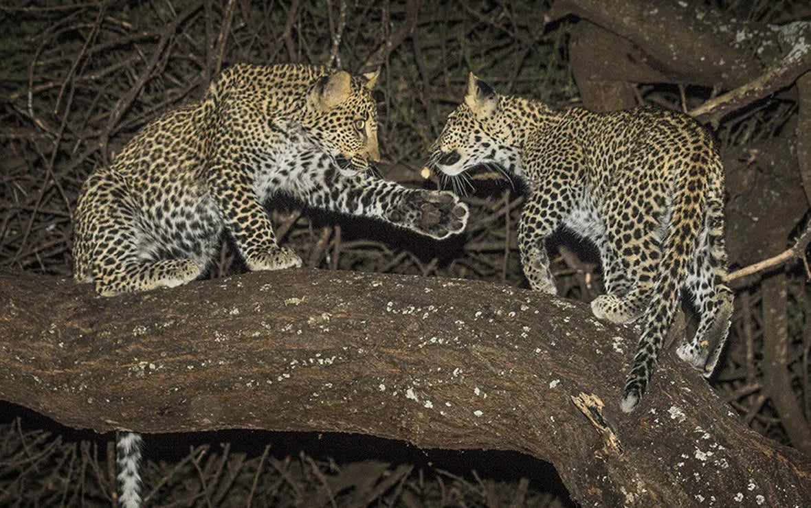 Game drives (day and night)