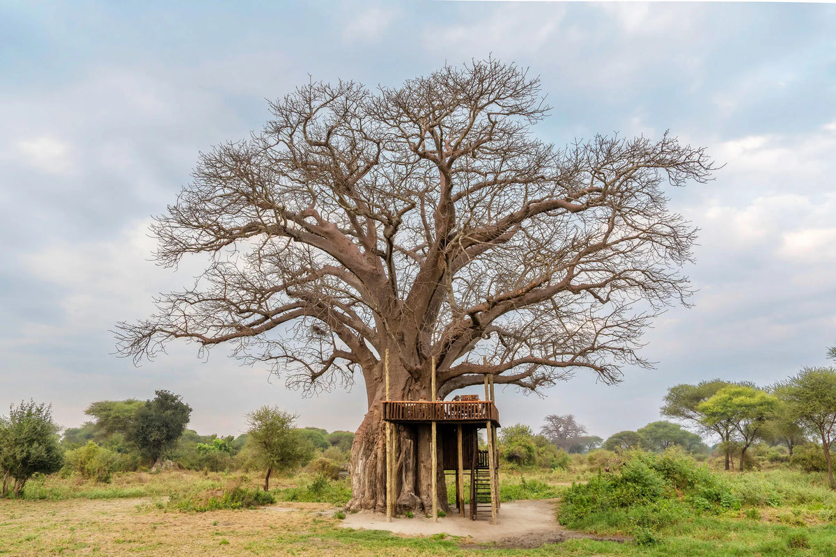 Sundowner on the Baobab Lookout Deck