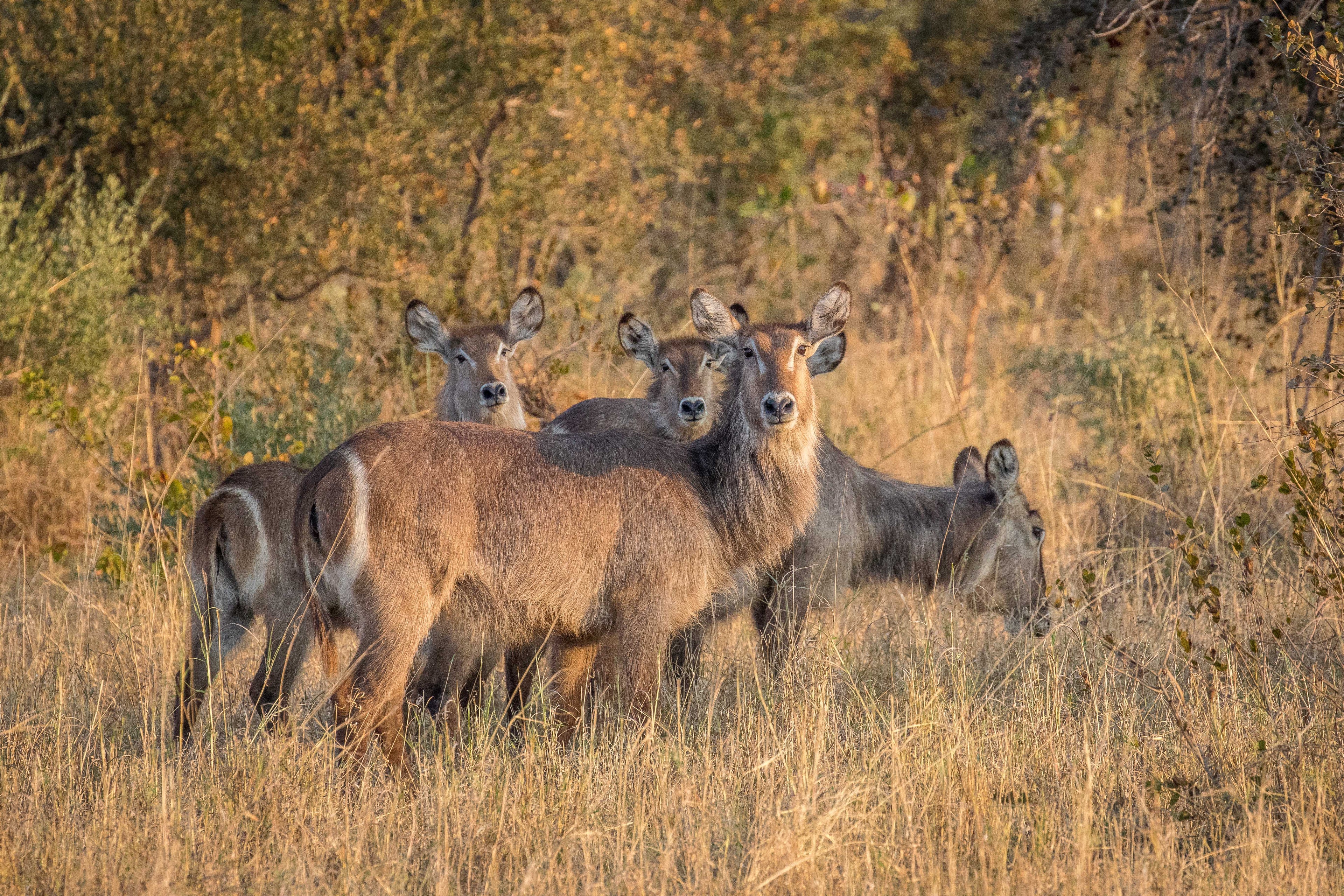 Waterbuck in Zambezi National Park