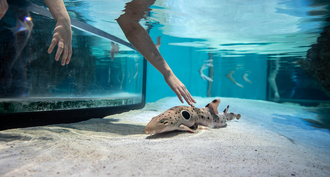 New England Aquarium
