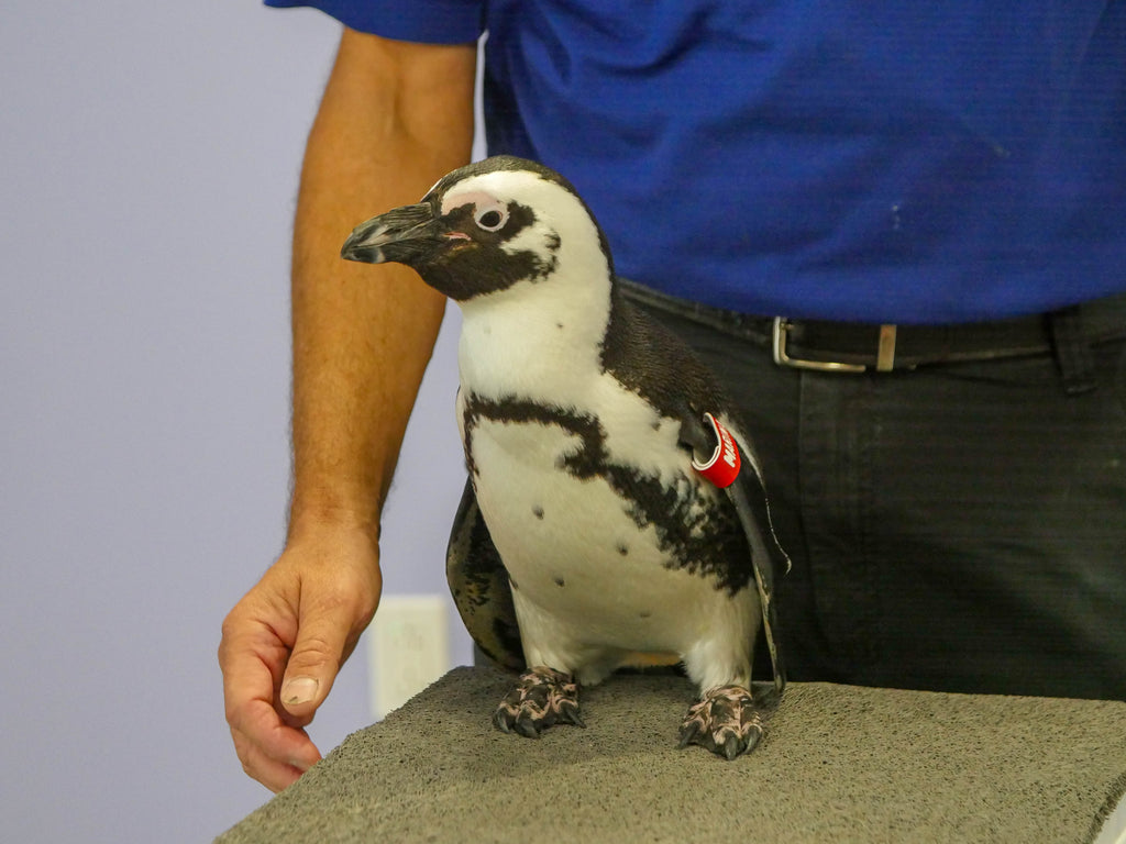 Audubon Aquarium