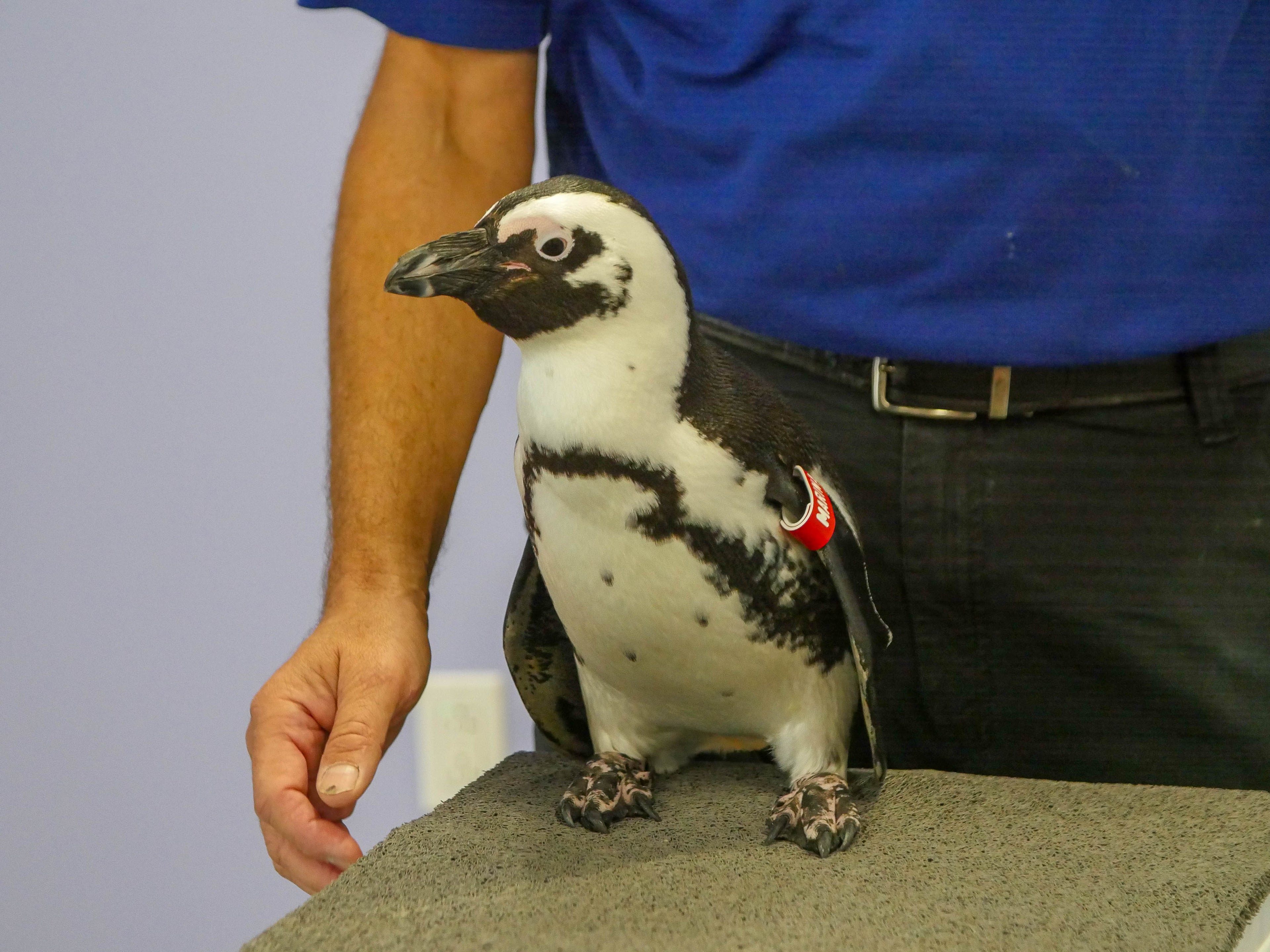 Audubon Aquarium