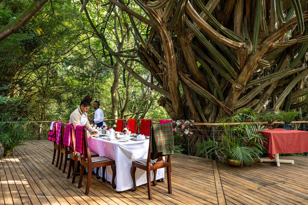 Under the cactus tree