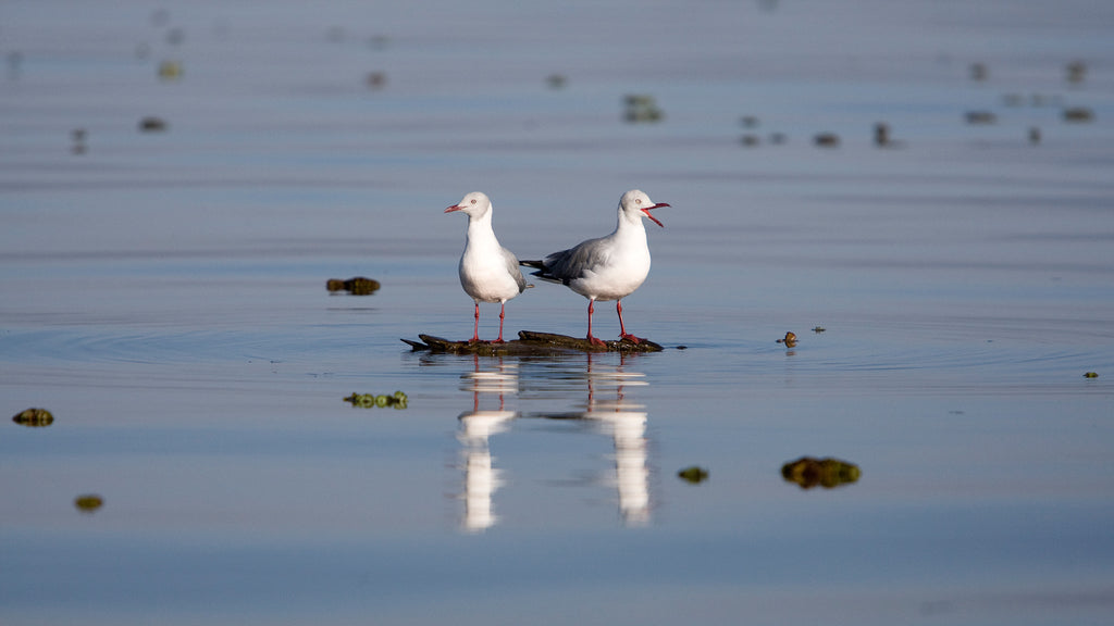 Birdlife