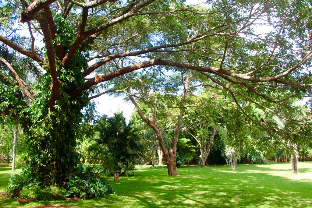 The Garden