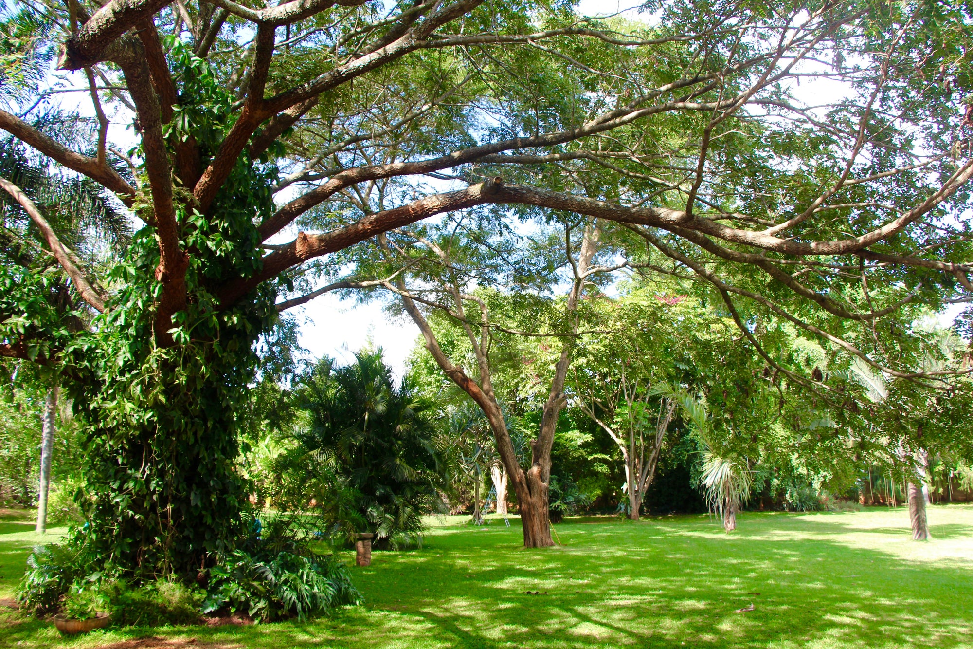 The Garden