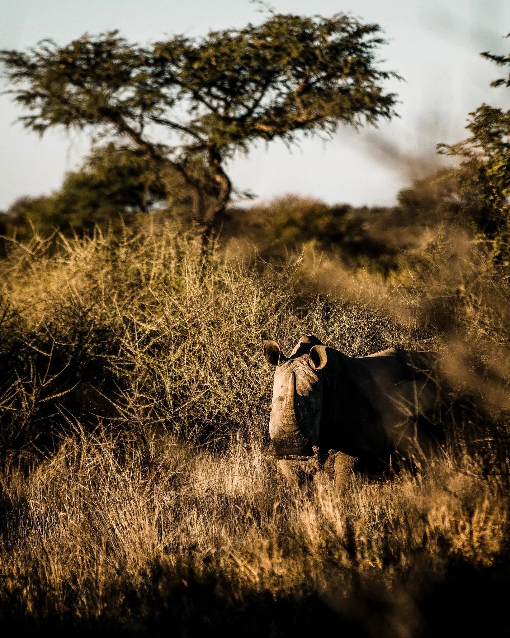 Rhino Tracking at Zannier Omaanda, Zannier Reserve, Namibia.