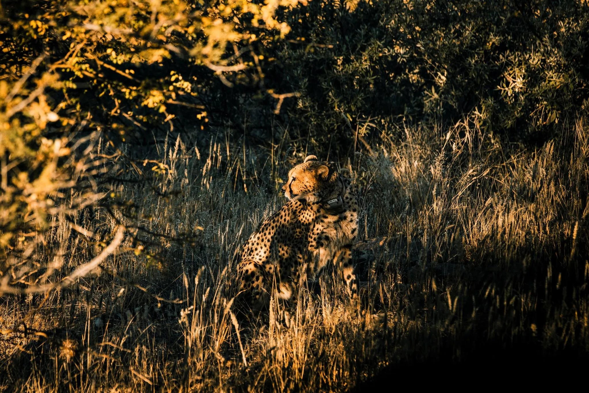 Carnivore Tracking at Zannier Omaanda, Zannier Reserve, Namibia.