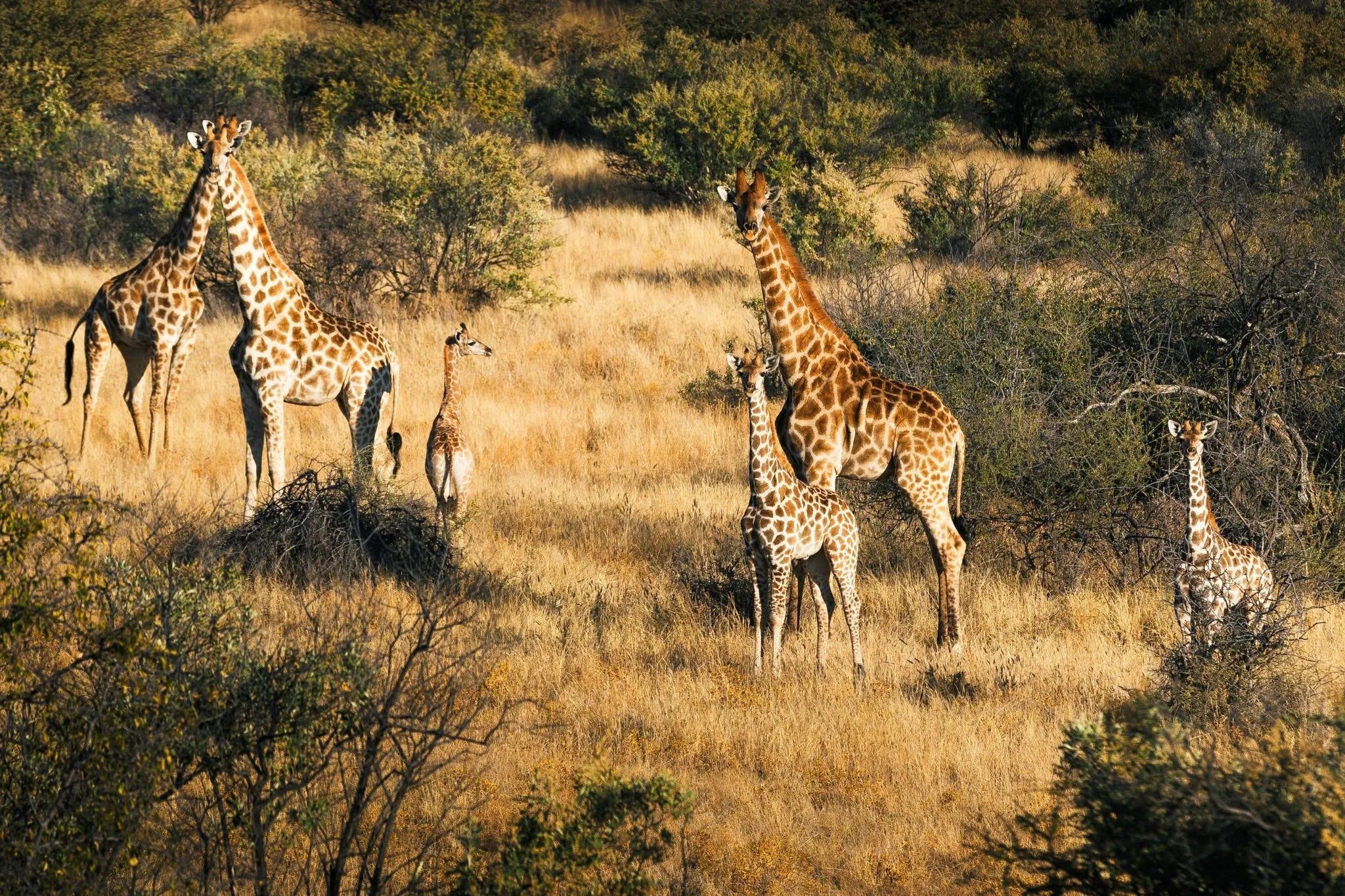 Excursions at Zannier Omaanda, Zannier Reserve, Namibia.