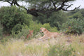 Safari Game Drives