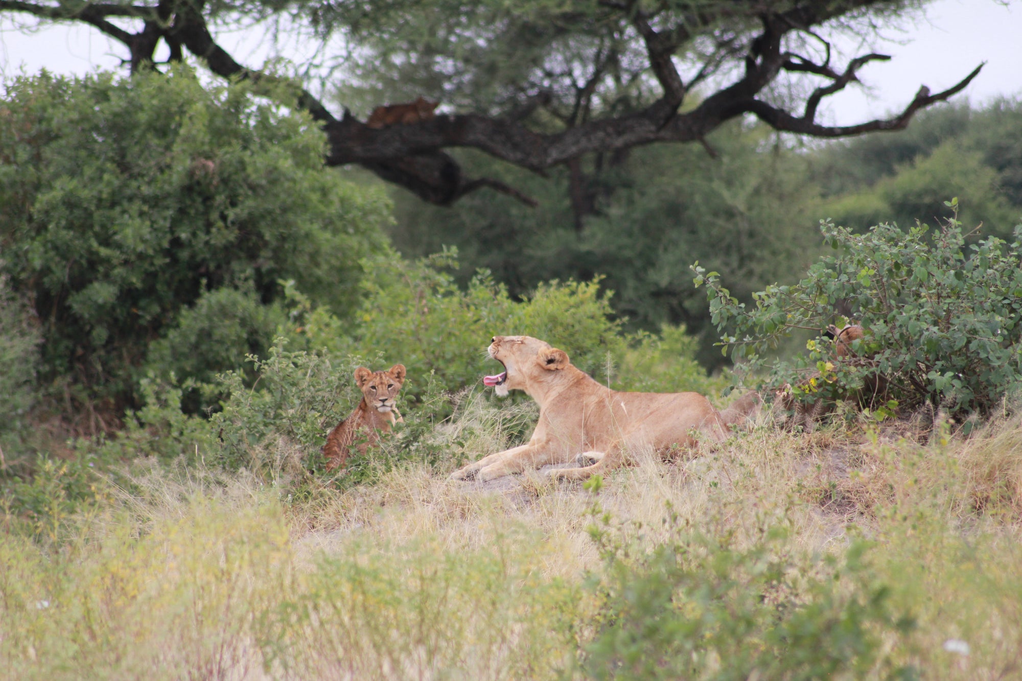 Safari Game Drives