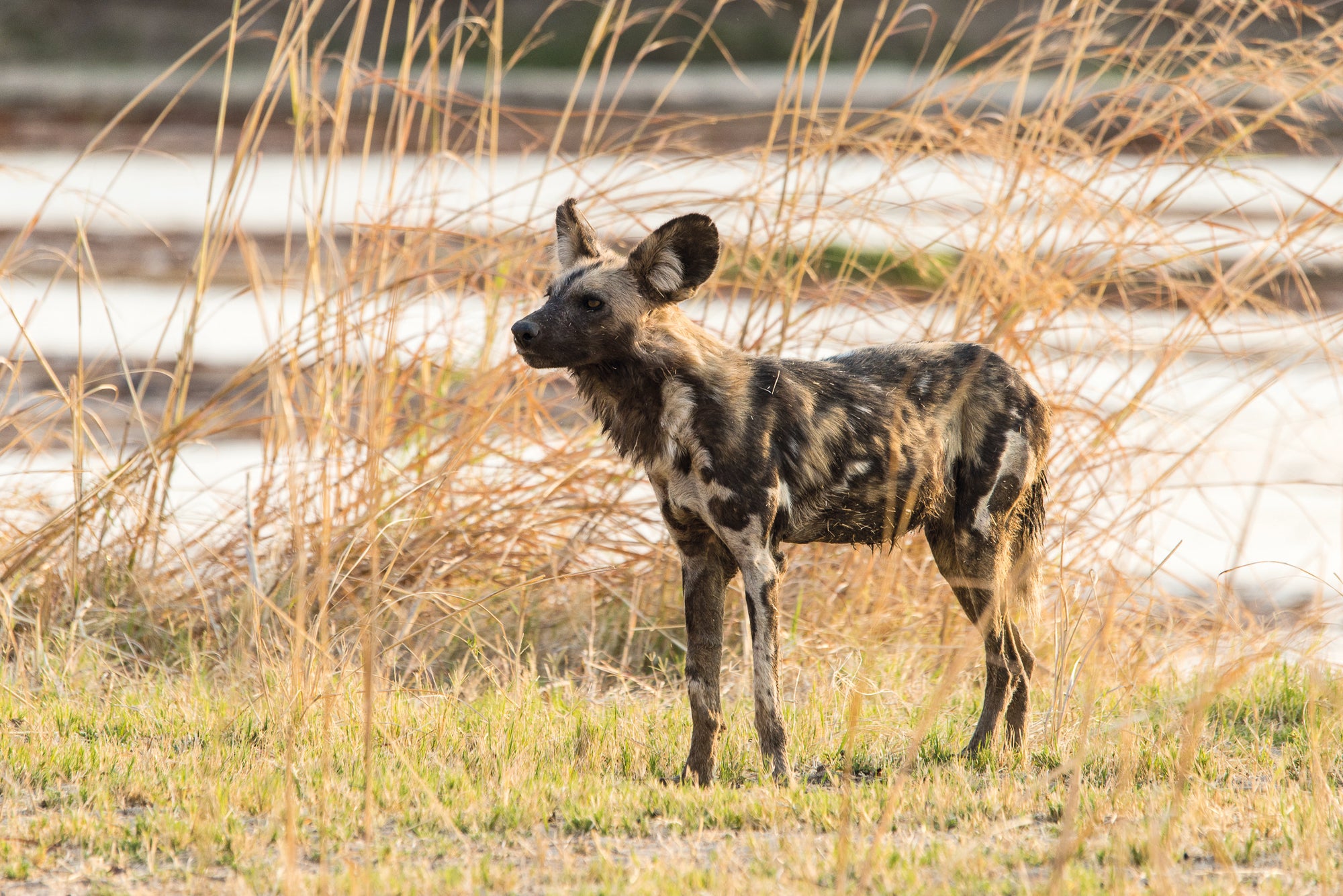 Wild Dog