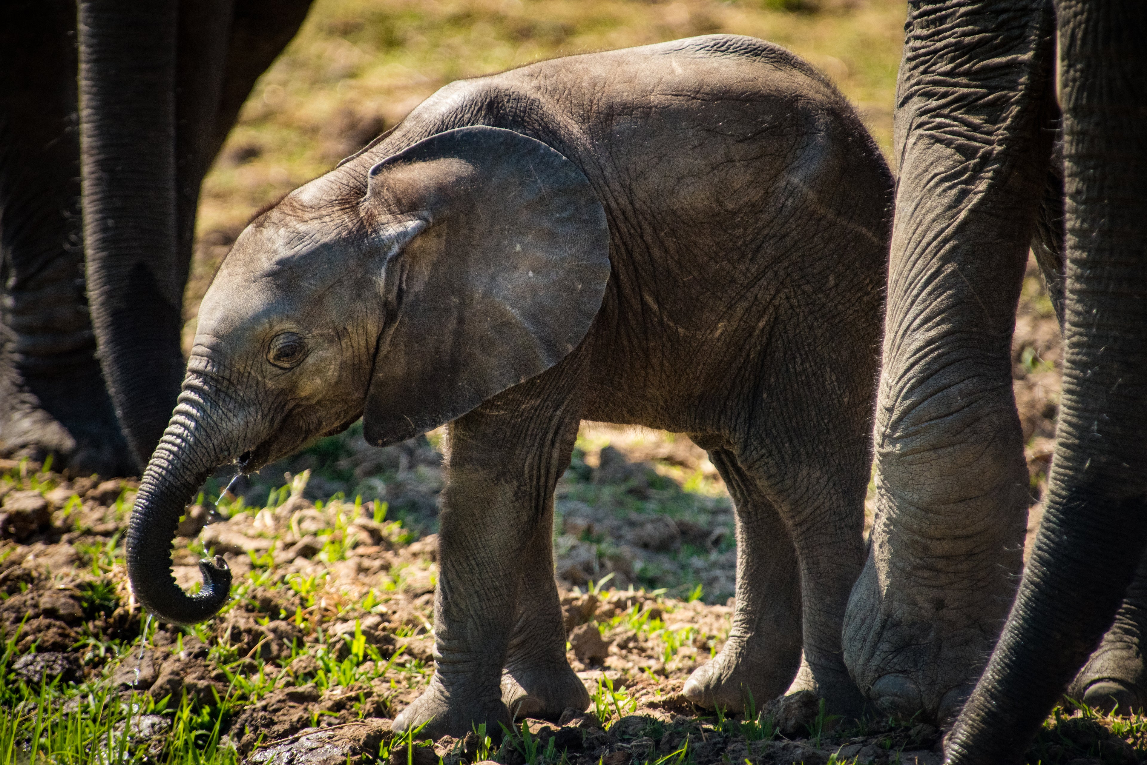 Elephant Calf