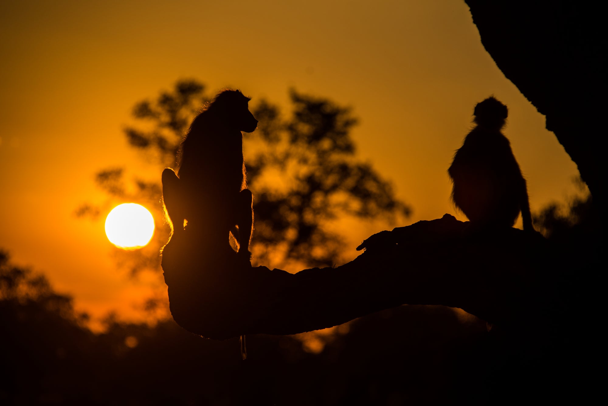 Baboons at Sunset