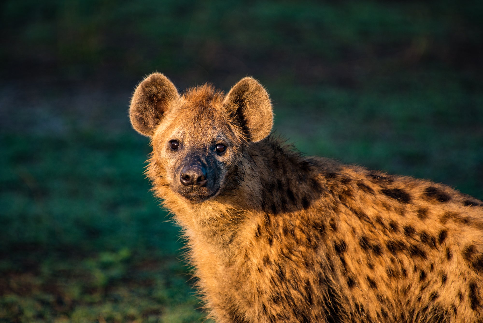 Hyena in the Golden Hour