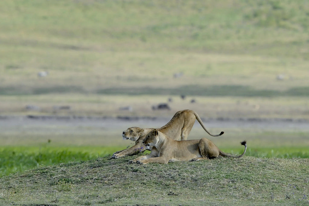 Bush Dinner at Ngorongoro Serena Safari Lodge, Lake Magadi, Tanzania.