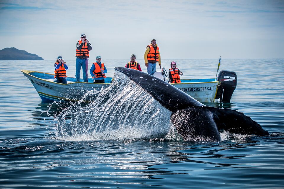 TOSEA Grey Whale Watching