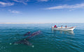 TOSEA Grey Whale Watching