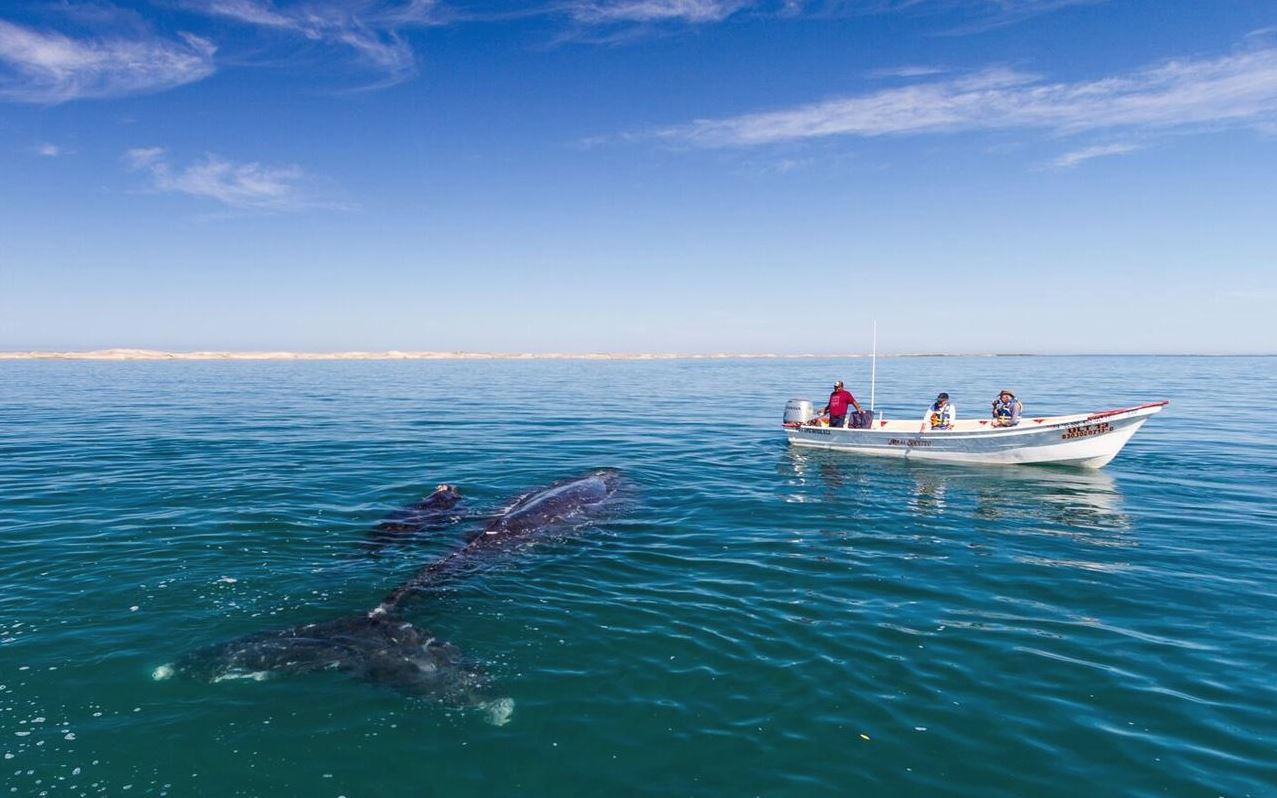 TOSEA Grey Whale Watching
