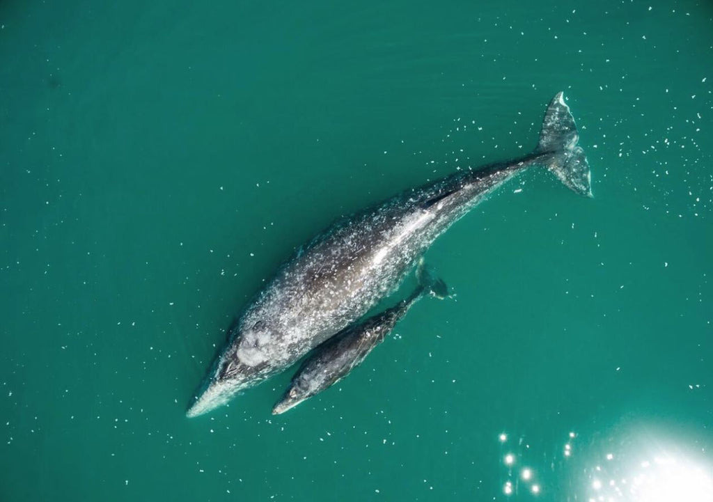 TOSEA Grey Whale Watching