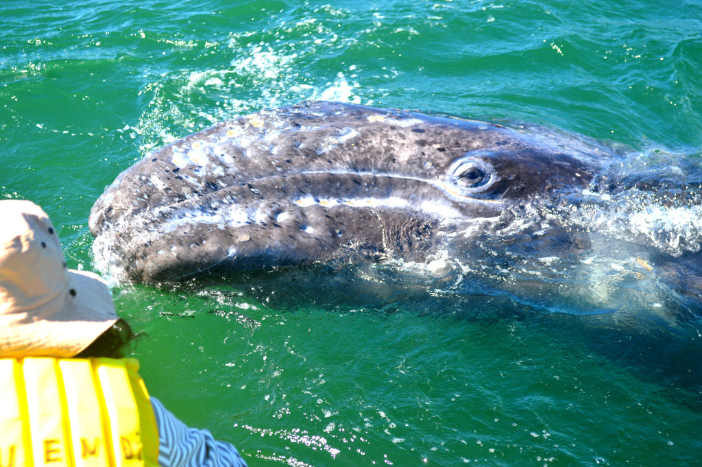 TOSEA Grey Whale Watching