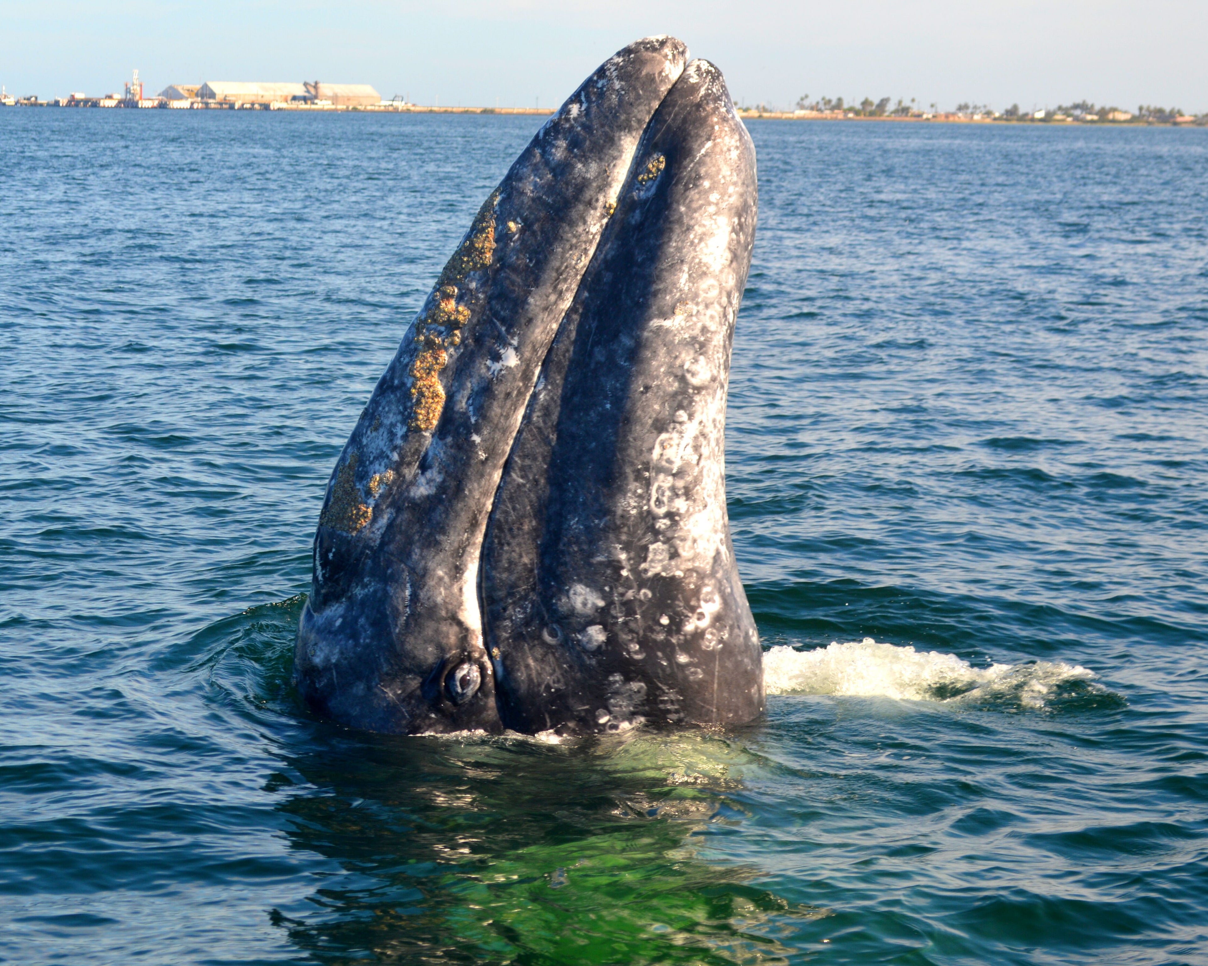 TOSEA Grey Whale Watching