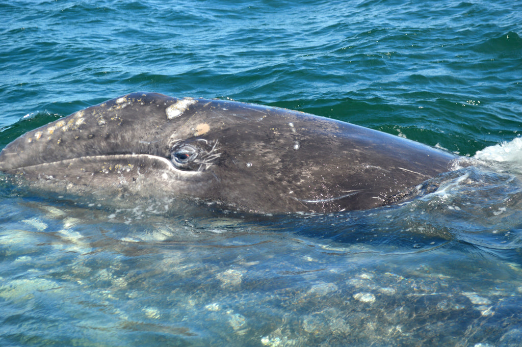 TOSEA Grey Whale Watching
