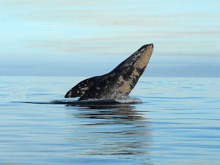 TOSEA Grey Whale Watching