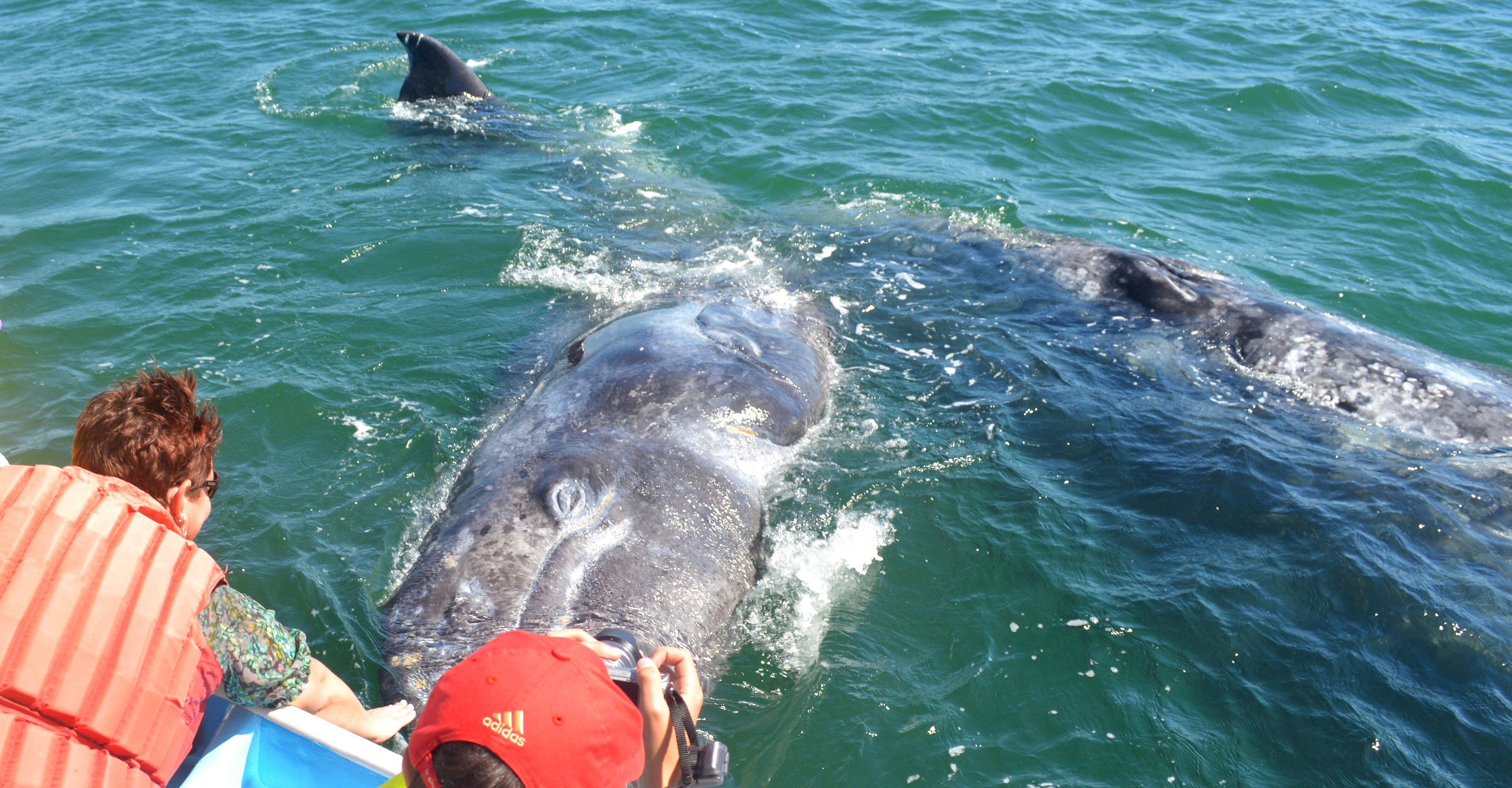 TOSEA Grey Whale Watching