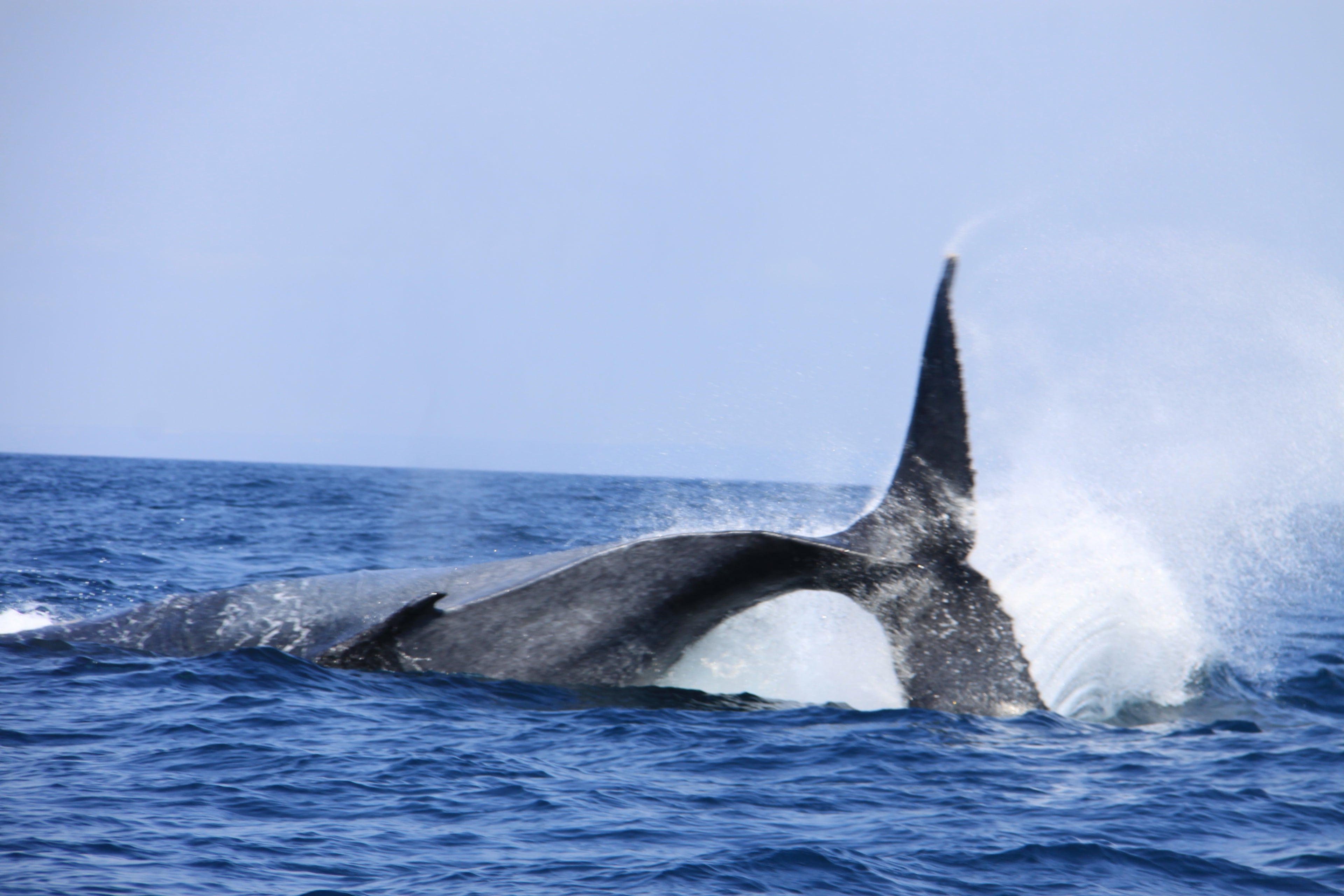 Whales