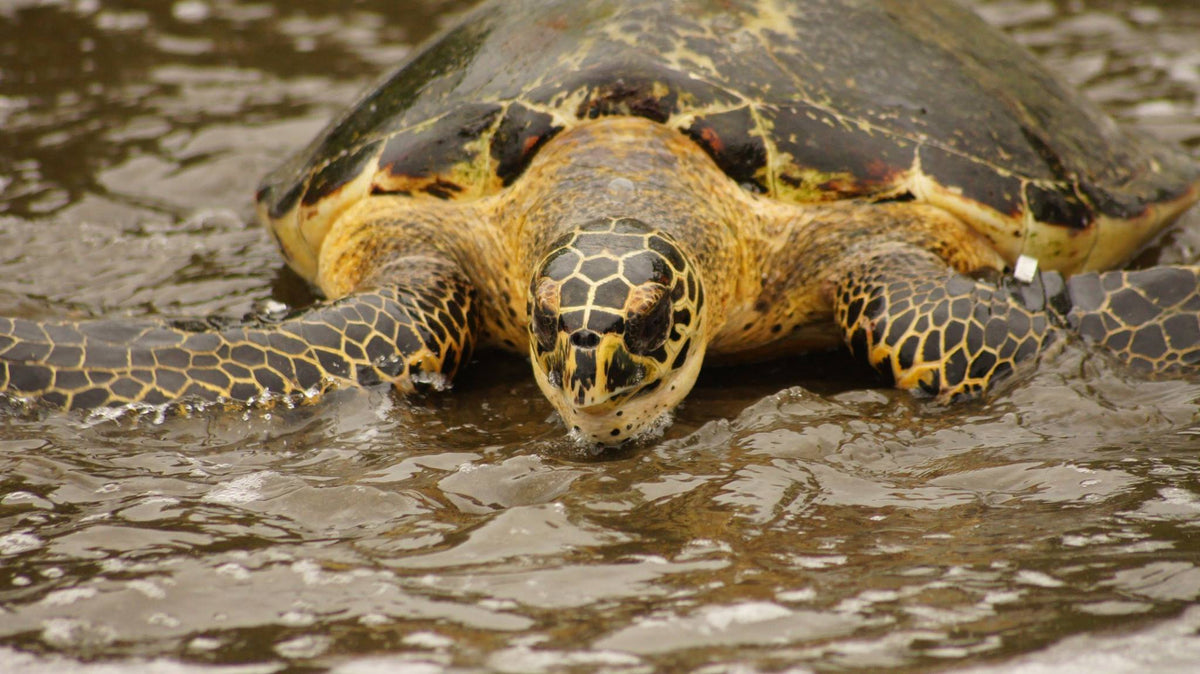Latin American Sea Turtles