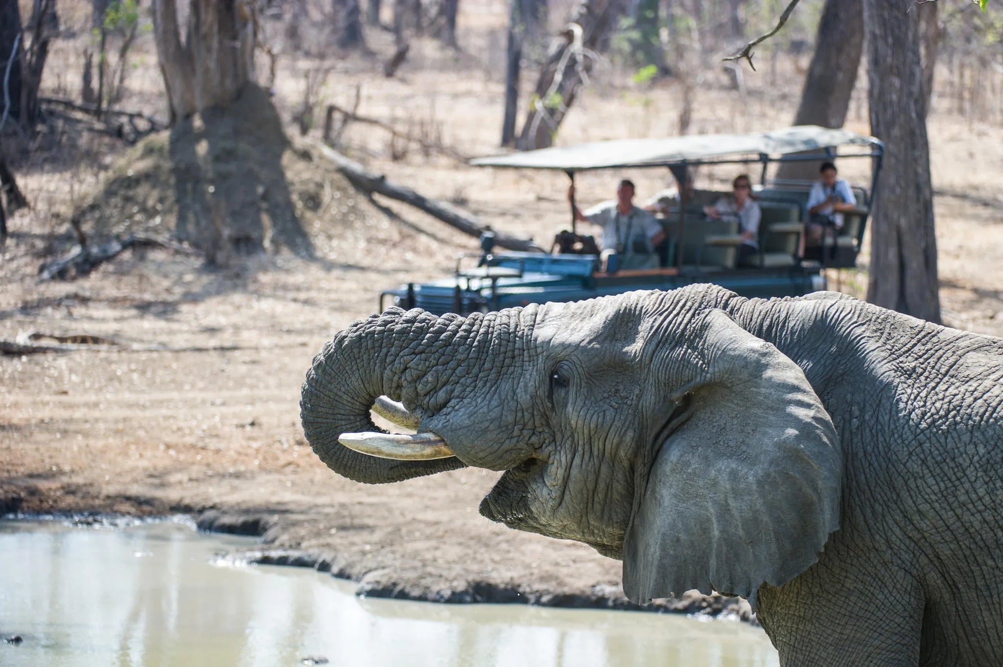 Mvuu Camp at Mvuu Camp, Liwonde National Park, Malawi.
